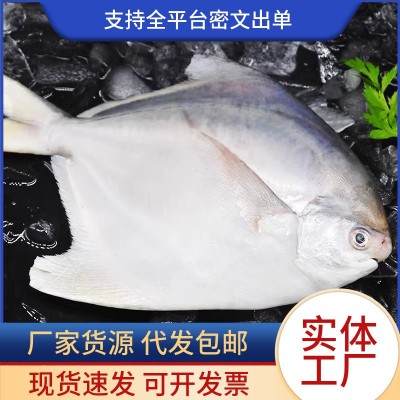 新鲜银鲳鱼金鲳鱼冷冻海鲜水产鲜活海鱼小鲳鱼昌鱼平鱼鲳鳊鱼晶鱼