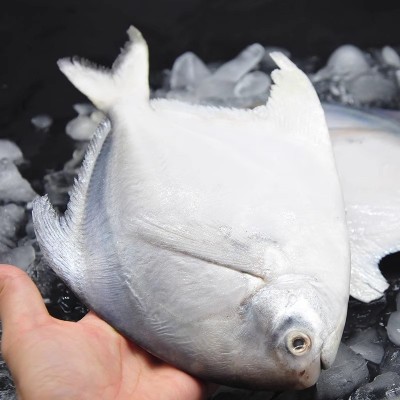 新鲜银鲳鱼金鲳鱼冷冻海鲜水产鲜活海鱼小鲳鱼昌鱼平鱼鲳鳊鱼晶鱼图3