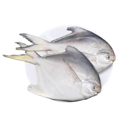 新鲜银鲳鱼金鲳鱼冷冻海鲜水产鲜活海鱼小鲳鱼昌鱼平鱼鲳鳊鱼晶鱼图5