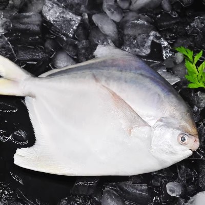 新鲜银鲳鱼金鲳鱼冷冻海鲜水产鲜活海鱼小鲳鱼昌鱼平鱼鲳鳊鱼晶鱼图4
