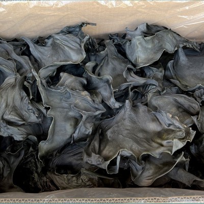 福建霞浦金海洋海带厂 内海日晒海带 原产地海带头厂家直售20斤装图3