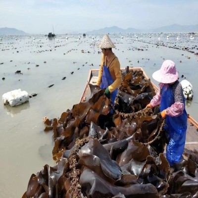 福建霞浦金海洋海带厂三两片内海日晒海带厂家源头货批发8.8斤装图3