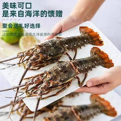 厂家直供小青龙虾鲜活速冻大龙虾大青龙花龙东山岛大海虾厂家直供