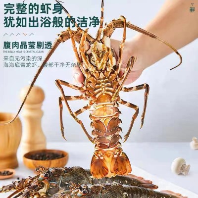 厂家直供小青龙虾鲜活速冻大龙虾大青龙花龙东山岛大海虾厂家直供图3