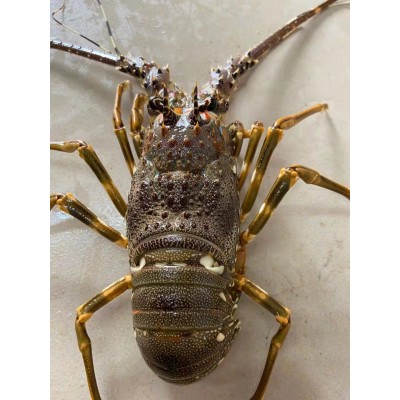 厂家直供小青龙虾鲜活速冻大龙虾大青龙花龙东山岛大海虾厂家直供图5