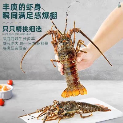 厂家直供小青龙虾鲜活速冻大龙虾大青龙花龙东山岛大海虾厂家直供图4