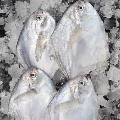 东山岛自家渔船野生海捕杂鱼白鲳鱼新鲜去内脏餐饮店厂家直供图2