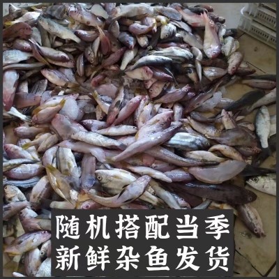 东山岛自家渔船野生海捕杂鱼白鲳鱼新鲜去内脏餐饮店厂家直供图3