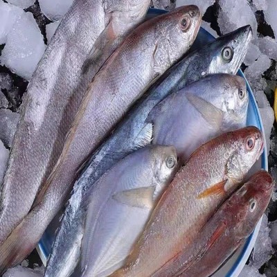 东山岛自家渔船野生海捕杂鱼白鲳鱼新鲜去内脏餐饮店厂家直供图4
