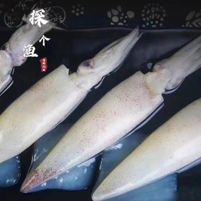 东山岛带籽鱿鱼海兔带饭母管有蛋鱿鱼速冻保鲜灯照鱿鱼满籽笔管鱼图2