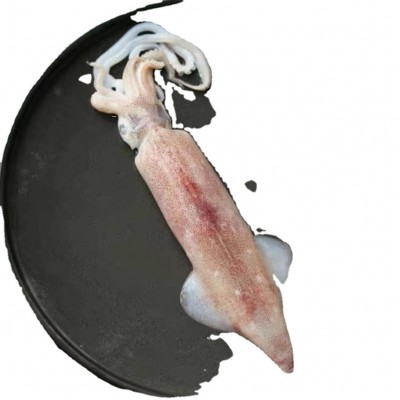 东山岛带籽鱿鱼海兔带饭母管有蛋鱿鱼速冻保鲜灯照鱿鱼满籽笔管鱼图5