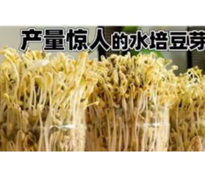 产量惊人的水培豆芽与无限循环种植芹菜的妙招，这次真是长见识了