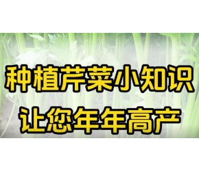 种植芹菜小知识