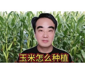 玉米种植方法:掌握技巧,丰收在望