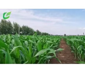 玉米密植高产全程机械化种植技术
