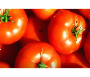 最新的番茄作物市场行情及种植管理技术