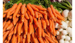 胡萝卜种植问题:胡萝卜为什么会出现畸形?