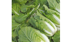 白菜栽培技术和管理