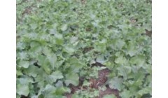 青藏高原作物白菜型油菜的花特征变化研究取得进展