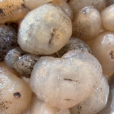 水发球参 冷冻淡干海参 酒店食材工厂批发原料清水冻干海参免泡发