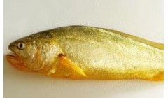 中国水产科学研究院东海所成功实现低盐环境下大黄鱼全周期陆基工厂化养殖