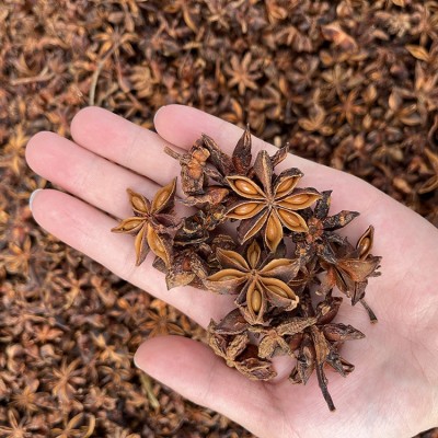 批发广西大红八角 足干八角调味香料 产地大货供应图3