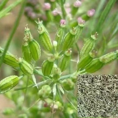 孜然粒新疆孜然500g烧烤油炸食品孜然粒烤肉串孜然粉新产新疆孜然图2