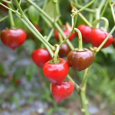 灯笼辣灯笼椒500g微辣香辣型干灯笼辣灯笼椒批发贵州干灯笼椒图2