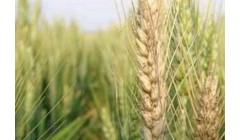 福州市人民政府印发关于调动农民种粮积极性促进粮食生产九条措施的通知（榕政规〔2026〕3号）