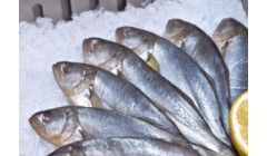 日本大西洋竹荚鱼进口或腰斩,本季到货量恐跌破千吨警戒线