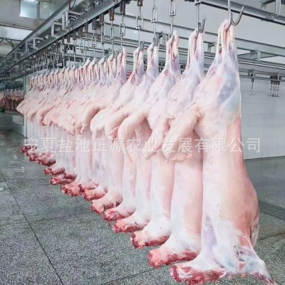 商用批发宁夏盐池滩羊羔羊胴体白条羊-清真 火锅食材烧烤食材厂家图2