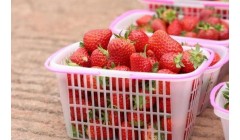 四川宜宾:翠屏草莓红满棚 采摘甜蜜正当时