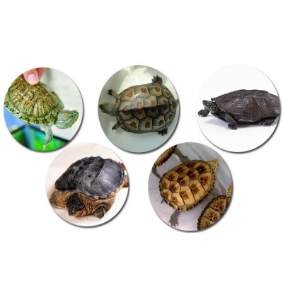 厂家直销华普20kg龟粮乌龟饲料巴西龟鳄龟饲料成龟幼龟水陆龟粮图4