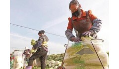 玉田白菜：品牌化发展赋能菜农增收