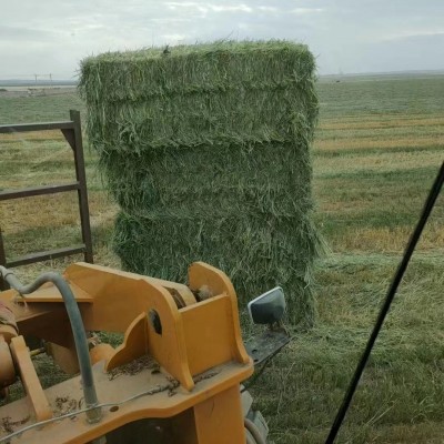 包邮5斤装苜蓿草颗粒兔粮优质主粮颗粒豚鼠荷兰猪龙猫幼宠物饲料图4
