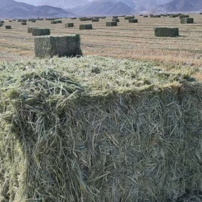 苜蓿草草捆燕麦草草捆干草草捆大捆小捆草块草料牛羊马牧草饲料图5