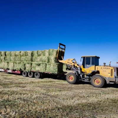 新草燕麦草牦牛草羊草牧草草料马场草饲料牛羊草料青干草草捆草块