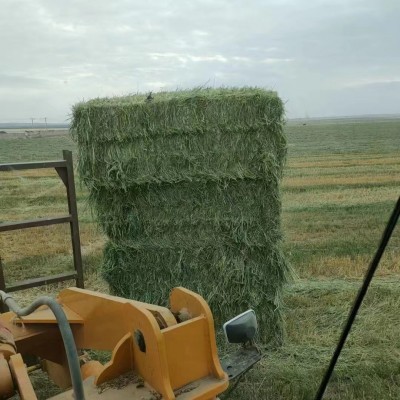 新草燕麦草牦牛草羊草牧草草料马场草饲料牛羊草料青干草草捆草块图2