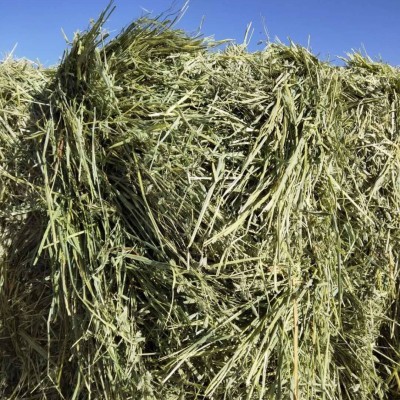 新草燕麦草牦牛草羊草牧草草料马场草饲料牛羊草料青干草草捆草块图3
