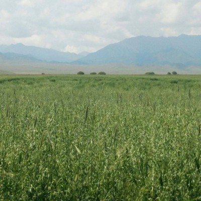 新草燕麦草牦牛草羊草牧草草料马场草饲料牛羊草料青干草草捆草块图4