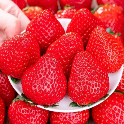 正宗丹东99草莓红颜牛奶大草莓新鲜水果礼盒当季整箱东港九九空运