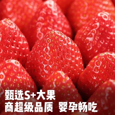 正宗丹东99草莓红颜牛奶大草莓新鲜水果礼盒当季整箱东港九九空运图3