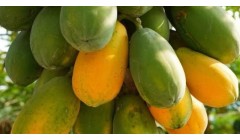 木瓜树结果但是果实长不大应该怎么办