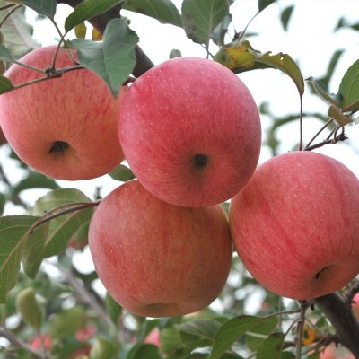 陕西洛川红富士水果批发零售脆甜苹果现摘洛川核心产区应季新鲜图3