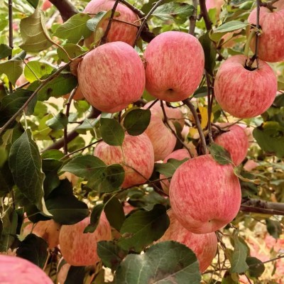 陕西洛川红富士水果批发零售脆甜苹果现摘洛川核心产区应季新鲜图2