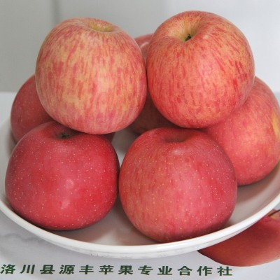 陕西洛川红富士水果批发零售脆甜苹果现摘洛川核心产区应季新鲜图4