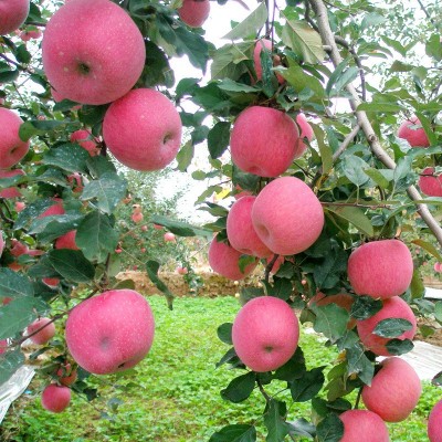 陕西洛川小苹果4枚90产地直发应季新鲜水果脆甜可口核心产区图4