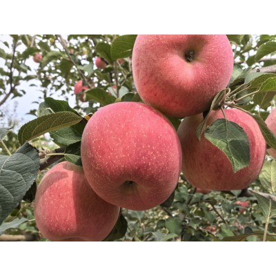 陕西洛川小苹果4枚90产地直发应季新鲜水果脆甜可口核心产区图3