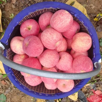 陕西洛川苹果批发 红富士礼盒装图2