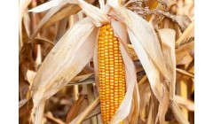 涨，涨，涨，玉米上涨“拦不住”！附：3月10日玉米价格